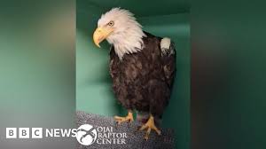 Jackie, the famous California bald eagle, dies after weeks of intensive care — BBC