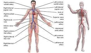 Image result for darah dalam tubuh manusia