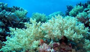 Underwater drones find Benin coral reef long presumed dead, and it's teeming with life