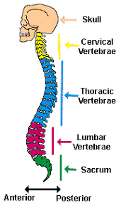 Image result for spinal cord images