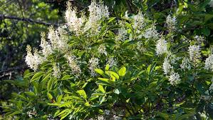 Image result for sagwan image green tree image