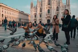 Milan pigeons
