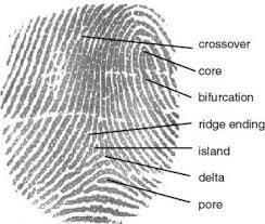 Résultat de recherche d'images pour "fingerprint types"