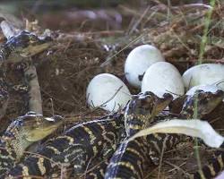 Image of crocodile nest with eggs