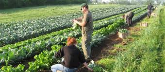 Image result for sustainable agriculture