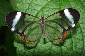 Resultado de imagen para mariposas reales