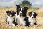 Chiots border collie