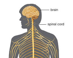 Image of White matter nervous tissue anatomy diagram