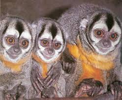Image result for MONKEYS
