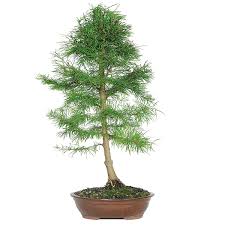 Image result for larch tree