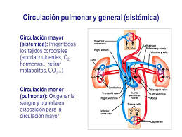 Resultado de imagen para circulacion pulmonar