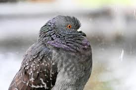 Погода в Украине: дожди сменятся потеплением до +33