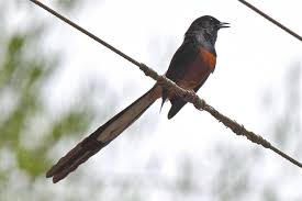 Hasil gambar untuk murai batu