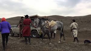 Image result for IRAN HORSES