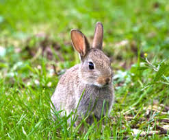 Image result for RABBIT