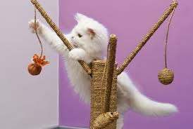 Hasil gambar untuk cat playing