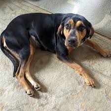 Cause for Canines | 🐾Hattie 🐾Female 🐾Age: 3 years 🐾Weight: 56 lbs 🐾Breed: Coon Hound/Shepherd Hi! I'm Hattie. I am a loving girl who gets along with other dogs... | Instagram