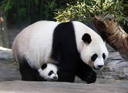 Image result for GIANT PANDA