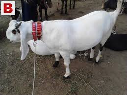 Image result for bakra eid 2015 pakistan