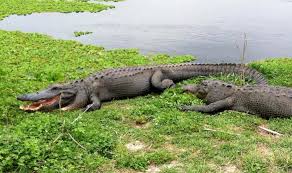 Image result for alligator