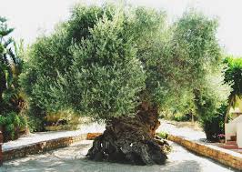 OLIVO DE 4000 AÑOS - JARDINERAS - CELOSIAS - MACETEROS