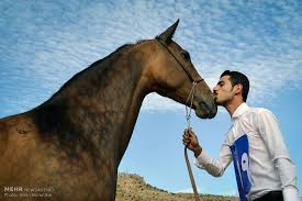 Image result for IRAN HORSES