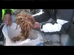 Image result for chilean sphagnum moss