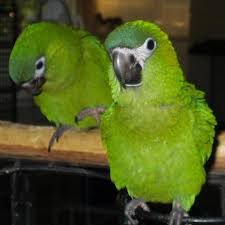 Image result for baby macaw parrot for sale