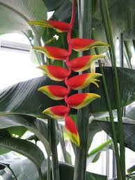 beautiful flower plant