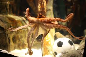 Image result for german octopus predicts football final