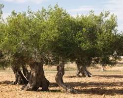 Image of Olive tree Egypt