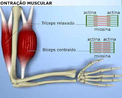 Imagem de Contração muscular com destaque para as fibras musculares