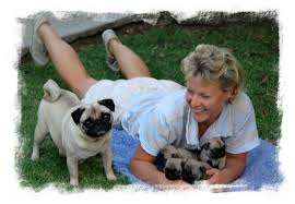 Image result for pugs