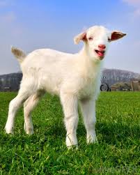 Image result for GOAT