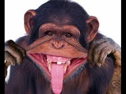 Image result for monkey laughing