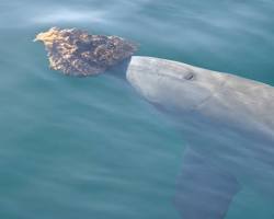 Image of bottlenose dolphin holding a sponge in its beak