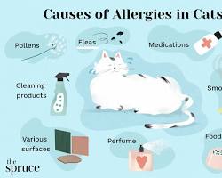 Image of Allergies in cats