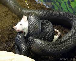 Image result for snake eating rats