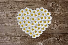 Image result for hearts & daisies