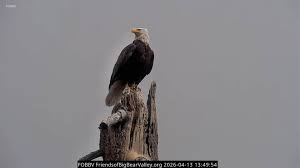 Wildlife officials share plans for Jackie’s remains as Big Bear community mourns beloved bald eagle