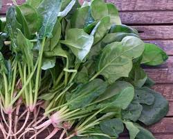 Image of Spinach