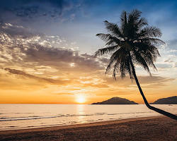 Goa beach palm trees sunset photo, AI generated