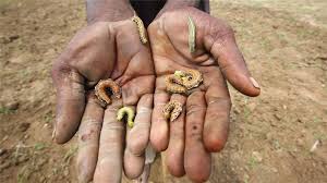 Image result for starving people