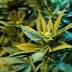 First Jacksonville medical marijuana dispensary to open