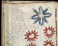Immagine di Voynich Manuscript high resolution botanical and biological pages details