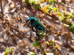 Résultat de recherche d'images pour "metallic green fig beetle"