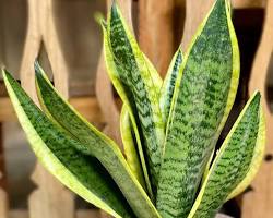 Snake plant (Dracaena trifasciata)