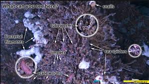 Image result for organisms and their environment