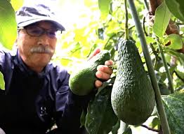 News source: 読売新聞オンライン