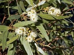 Image result for Eucalyptus porosa